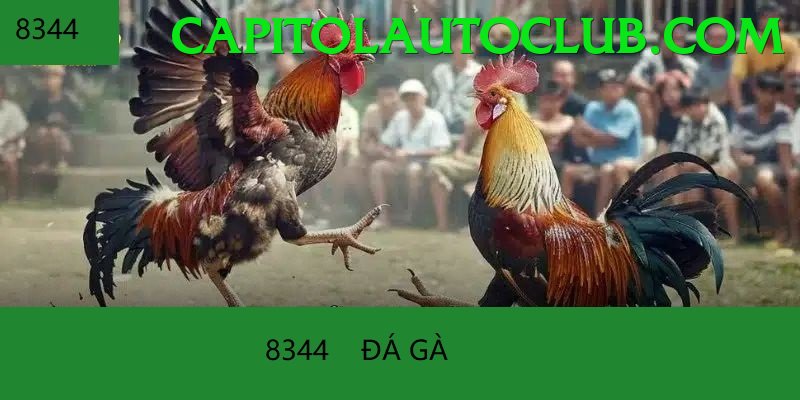 Đá Gà Trực Tiếp - Trải nghiệm tuyệt vời